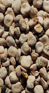 Cicerchia