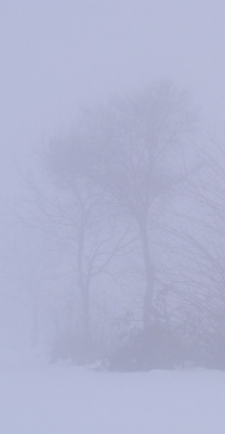 Alberi e nebbia: photo by Antonio Franco