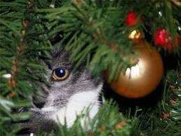 Albero di Natale gattoso