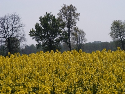 Campo di colza