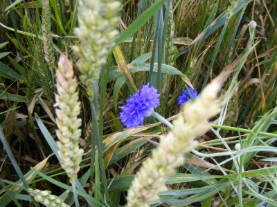 fiordaliso fra le spighe: photo Antonio Franco
