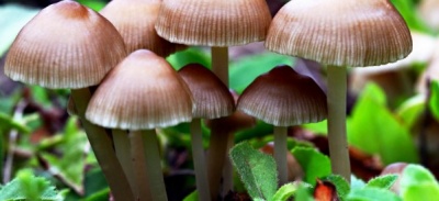 Funghi