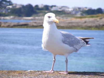Gabbiano sulle mura di Roscoff: photo by Antonio Franco