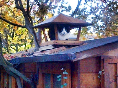 Gatto pagoda