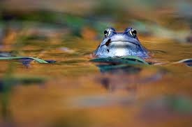 Una rana in acqua