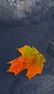 Le foglie morte